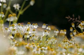field of chamomille flower on natural background. Chamomile flowers