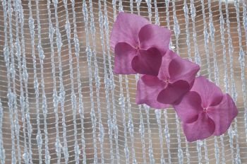 isolated pink hydrangea flowe on white curtain. pink Hydrangea flowers