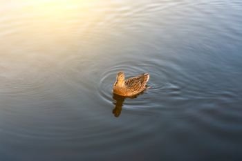 Duck swims in pond in park in morning light. Morning sun with bird.. Duck swims in pond in park in morning light. Morning sun with bird