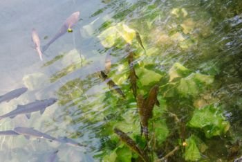 Fish in clean water of Krka National Park ,one of the Croatian national parks in Sibenik,Croatia.
. Krka National Park in Sibenik,Croatia