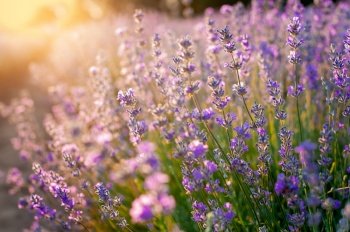 lavender flowers Sunset over a summer purple lavender field background. Bunch of scented flowers in the lavanda fields.. lavender flowers Sunset over a summer purple lavender field background. Bunch of scented flowers in the lavanda fields