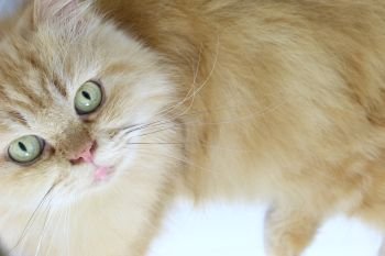Persian orange cat.