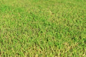 nature view of green grass. nature background.