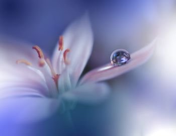 Beautiful Nature Background.Macro Shot of Amazing Spring Magic Flowers.Border Art Design.Magic light.Extreme close up Photography.Conceptual Abstract Image.Fantasy Floral Art.Creative Artistic Wallpaper.Web Banner.Water Drop.Colorful,colors,blue.