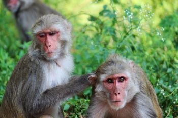 Two monkeys, closeup, Macaca mulatta-sp, Hyderabad, Telangana, India.. Two monkeys closeup, Macaca mulatta-sp, Hyderabad, Telangana, India