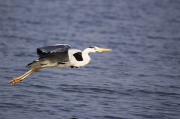 Grey heron, Ardea cinerea in flight, India.. Grey heron, Ardea cinerea in flight, India