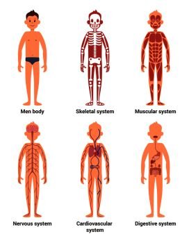 Body anatomy of men. Nerves and muscular systems, heart and other organs. Vector illustration set. Skeletal system and blood anatomical system. Body anatomy of men. Nerves and muscular systems, heart and other organs. Vector illustration set