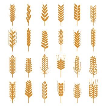 Agricultural vector icons set. Nature pictures of wheat. Agriculture organic golden wheat for food illustration. Agricultural vector icons set. Nature pictures of wheat