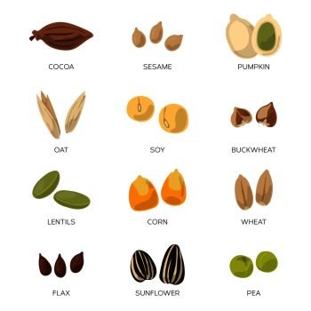 Illustration of different seeds isolate on white background. Vector icons set. Collection of organic nut sesame pumpkin and corn. Illustration of different seeds isolate on white background. Vector icons set