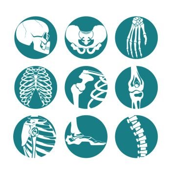 Illustrations of human anatomy. Orthopedic pictures of skeleton and different bones. Human anatomy, joint and skeletal vector. Illustrations of human anatomy. Orthopedic pictures of skeleton and different bones