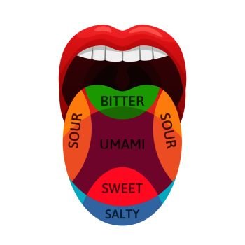 Human tongue taste zones. Sweet, bitter and salty tastes receptors. Tasting areas, umami and sour diagram. Medicine mouth flavor tasteful tongues localization map cartoon vector illustration. Human tongue taste zones. Sweet, bitter and salty tastes receptors. Tasting areas, umami and sour diagram cartoon vector illustration