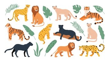 Big feline family animals, tiger, lion, cheetah and leopard. Wild cats savanna and tropical forest. Jaguar panther flat vector set. Cheetah and tiger, lion and leopard, feline predator illustration. Big feline family animals, tiger, lion, cheetah and leopard. Wild cats from savanna and tropical forest. Jaguar and panther flat vector set