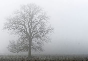 Single deciduous tree in dense fog behind a wetland meadow in a nature reserve in Germany