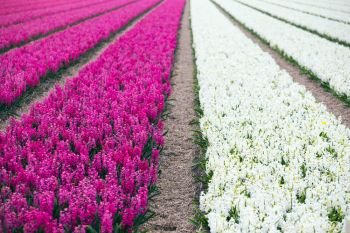 famous Dutch flower fields during flowering - rows of colorful hyacinths. trip to the netherlands in spring
