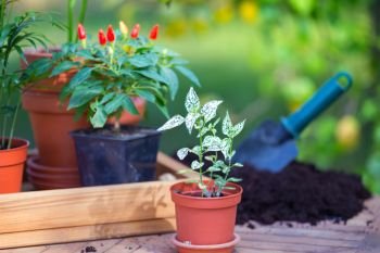 girl plants a flowers in the garden. flower pots and plants for transplanting

