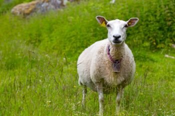 ewe with lamb close-up, norway
