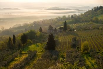 morning. fog and typical Tuscan landscape - a view of a hill, cypress alley and a valley with vineyards, province of Siena. Tuscany, Italy
