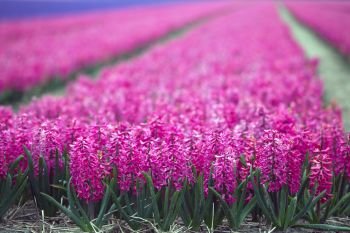 famous Dutch flower fields during flowering - rows of purple and pink hyacinths
