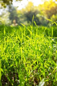 background - green grass and blue sky
