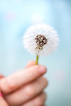 air beautiful dandelion in the girl’s hand
