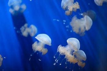 undersea jellyfish background 
