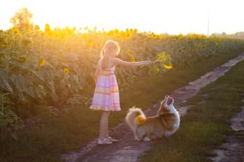 summer - beautiful fun blond girl and dog corgi fluffy in a field of sunflowers at sunset. Ukraine
