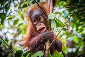World’s cutest baby orangutan hangs in a tree in jungles of Borneo with mouth open