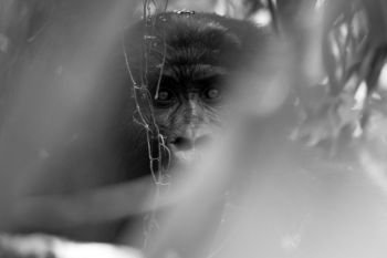A silverback gorilla stalks the photographer in the Impenatrable Forrest in Uganda.