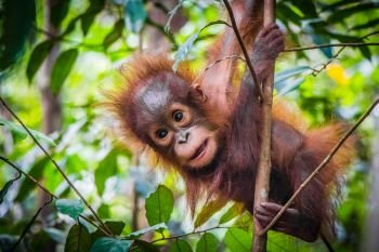 World’s cutest baby orangutan hangs in a tree in the jungles of Borneo