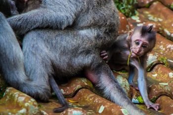A newborn baby monkey learns to crawl in the Monkey Temple in Ubud, Bali, Indonesia