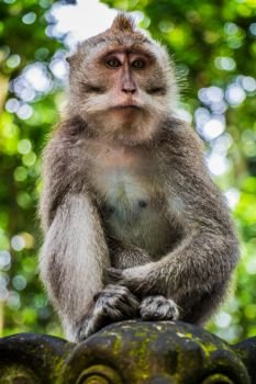 A Wild Monkey Perched on a Statue in the Monkey Temple in Ubud, Bali, Indonesia
