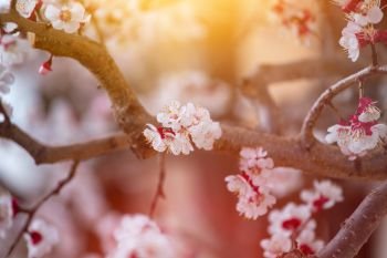 Close up picture of blooming apricot tree, pink blossoms in spring. 