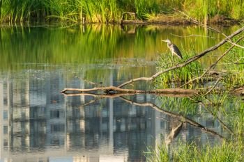 Bird gray heron in a city pond.. Bird gray heron in a city pond