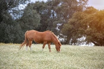 Free horse in a blossom meadow with flowers
