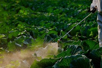 Gardener hand in a protective suit spray fertilizer on huge cabbage vegetable plant