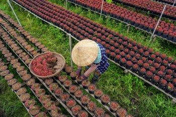 Top view of Vietnamese farmer working with red flowers garden in sadec, dong thap province, vietnam,traditional and culture concept