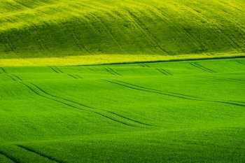wavy green wheat fields