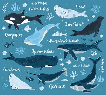 Marine whales. Dolphin, killer whale, narwhal, sperm whale and walrus, ocean undersea world animals. Underwater mammals vector illustrations. Aquatic creatures with corals and seaweed. Marine whales. Dolphin, killer whale, narwhal, sperm whale and walrus, ocean undersea world animals. Underwater mammals vector illustrations