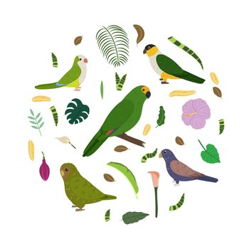 Design template with parrots in circle for kid print. Round composition of tropical birds amazon, owl parrot, broze wings, black headed, monk parakeet. Vector set of jungle life in cartoon style.. Design template with parrots in circle for kid print. Round composition of tropical birds amazon, owl parrot, broze wings, black headed, monk parakeet.