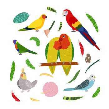 Design template with parrots in square for kid print. Rectangle composition of tropical birds lovebirds, macaw, cockatiel, aratinga and pionus. Vector set of jungle life in cartoon style.. Design template with parrots in square for kid print. Rectangle composition of tropical birds lovebirds, macaw, cockatiel, aratinga and pionus.