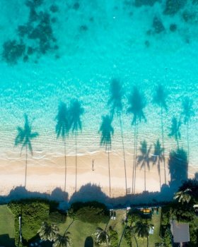 An aerial view of the reflections of the palm trees in the turquoise water of the sea. Aerial view of the reflections of the palm trees in the turquoise water of the sea