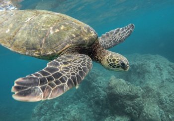A beautiful closeup shot of a large turtle swimming underwater in the ocean. Beautiful closeup shot of a large turtle swimming underwater in the ocean
