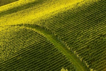 Rows Of Vineyard Grape Vines. Autumn Landscape. Austria south Styria . Abstract Background. Rows Of Vineyard Grape Vines. Autumn Landscape. Austria south Styria.