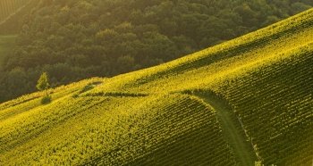 Rows Of Vineyard Grape Vines. Autumn Landscape. Austria south Styria . Abstract Background. Rows Of Vineyard Grape Vines. Autumn Landscape. Austria south Styria.