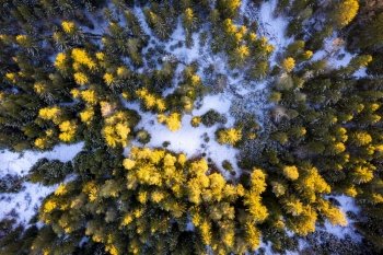 Aerial view of winter forest in sunset sun, ground covered with snow.. Winter forest aerial view from above during sunset
