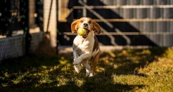 Beagle dog runs in garden towards the camera with green ball. Sunny day dog fetching a toy. Copy space.. Beagle dog runs in garden towards the camera with green ball.