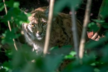 Eurasian Lynx, portrait of wild cat hidden behind green branch, animal in the nature habitat.