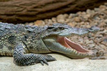 Siamese crocodile with open mouth (Crocodylus siamensis)