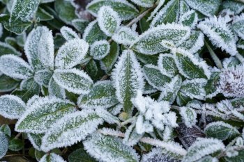 Green leaves of plants covered with frost