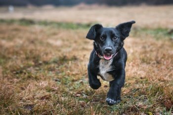 Happy little crossbreed dog running on the grass.